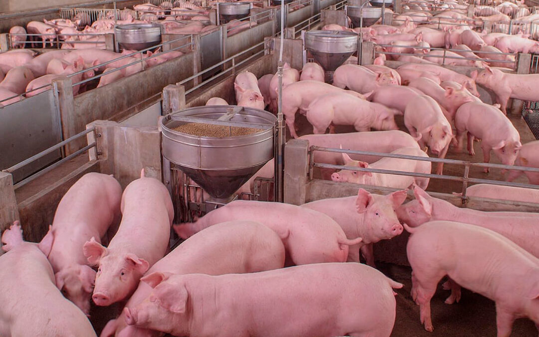 Luz verde ambiental de la Junta a una macrogranja porcina de 3.146 animales que se quiere construir en El Burgo Ranero (León)