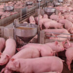 Luz verde ambiental de la Junta a una macrogranja porcina de 3.146 animales que se quiere construir en El Burgo Ranero (León)