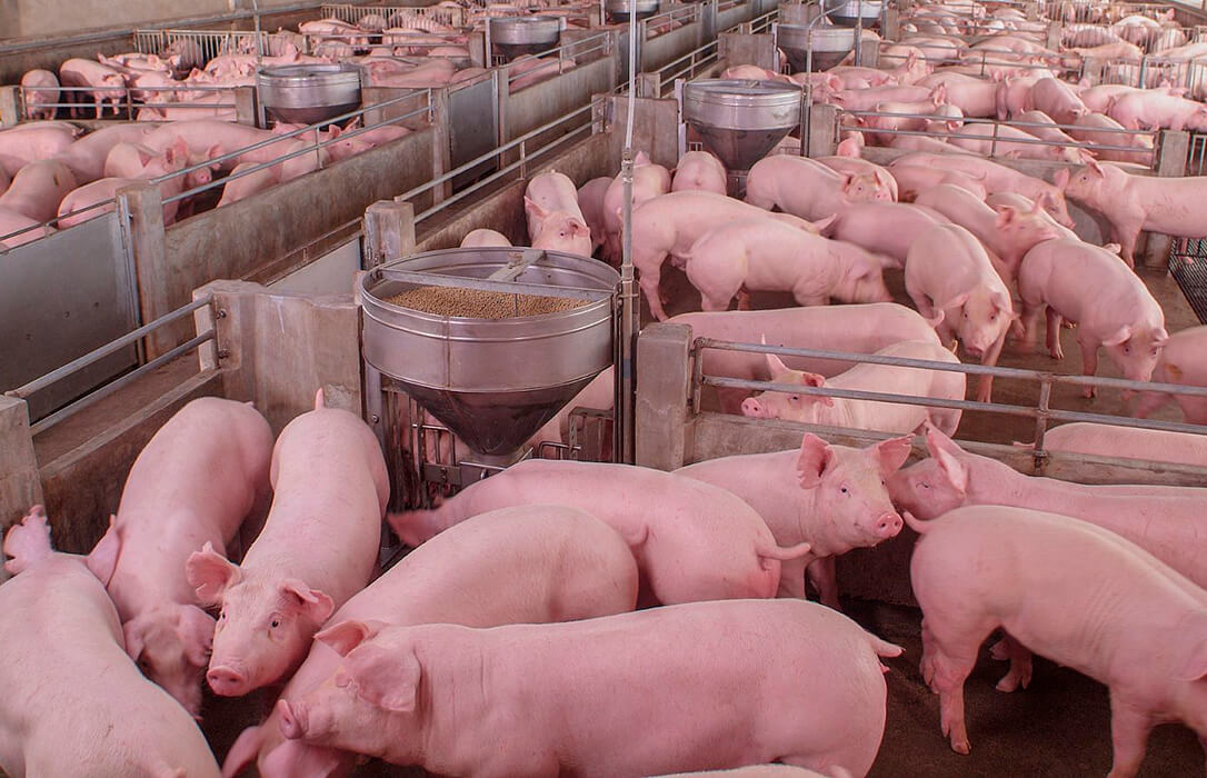 Luz verde ambiental de la Junta a una macrogranja porcina de 3.146 animales que se quiere construir en El Burgo Ranero (León)