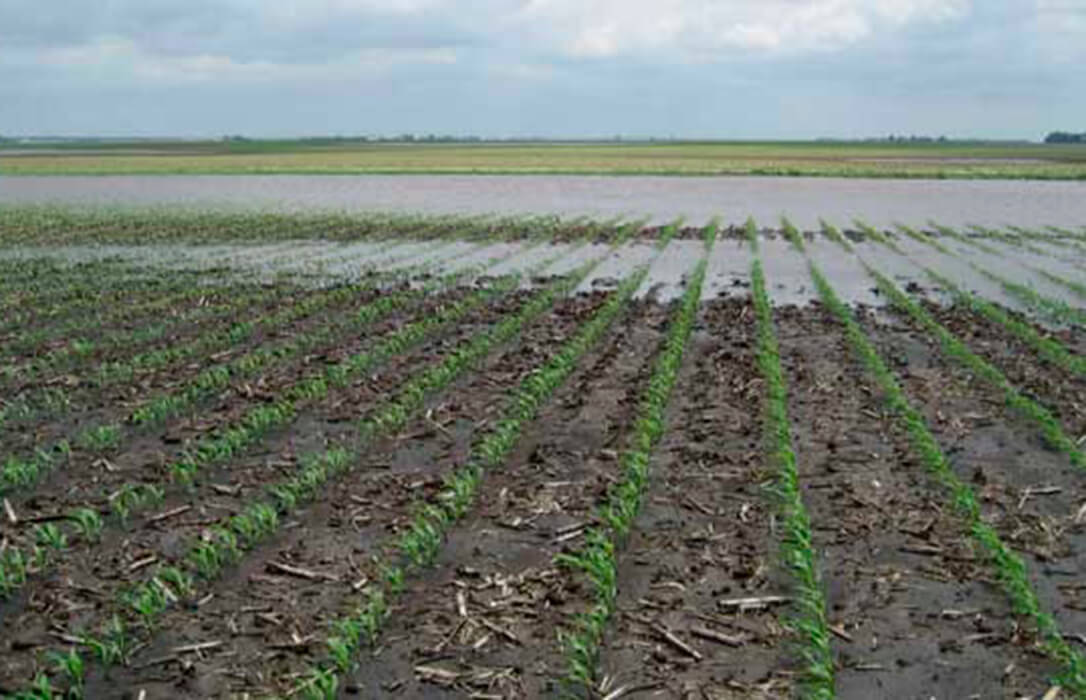 Estabilidad en el cereal en la lonja de León pese a que el 15% de las 72.690 ha de maíz que están por cosechar ya presentan pérdidas