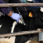 División entre las CCAA sobre el recorte de medidas por la dermatosis nodular: las cantábricas siguen manteniendo las restricciones