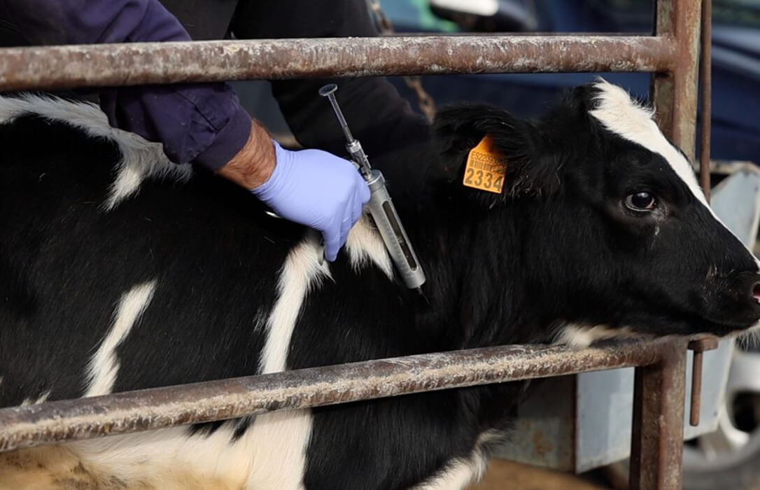 División entre las CCAA sobre el recorte de medidas por la dermatosis nodular: las cantábricas siguen manteniendo las restricciones
