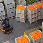 Sigue el enfado: califican como “una temeridad y un gran peligro” la entrada de naranjas de Egipto con residuos prohibidos al mercado europeo