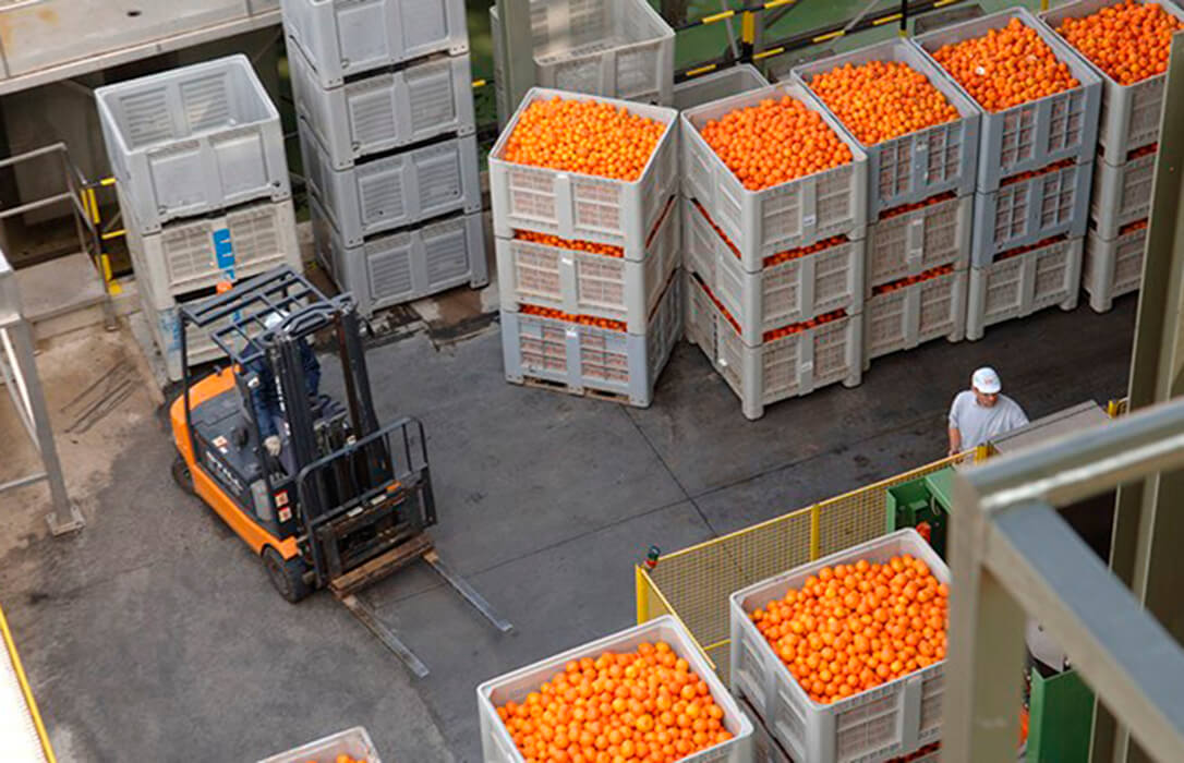 Sigue el enfado: califican como “una temeridad y un gran peligro” la entrada de naranjas de Egipto con residuos prohibidos al mercado europeo