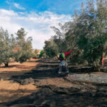 Cooperativas España se persona contra la demanda de la industria y almazaras no cooperativas frente a la norma de comercialización del aceite