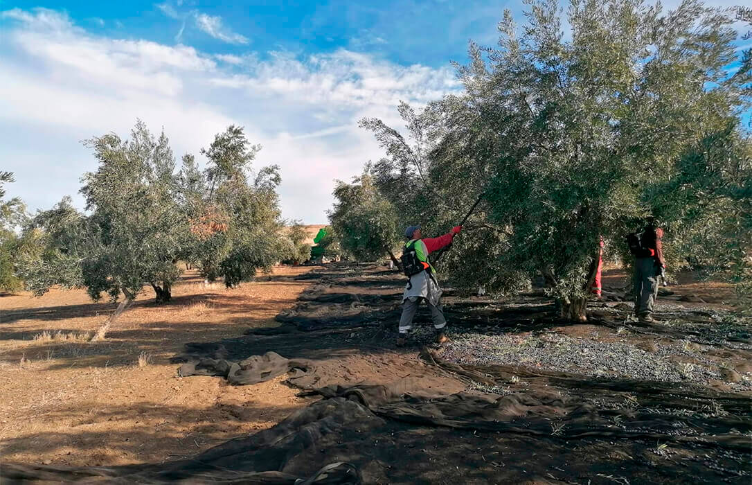 Cooperativas España se persona contra la demanda de la industria y almazaras no cooperativas frente a la norma de comercialización del aceite