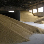 La cotización del cereal se sostiene con el mercado parado: solo se compra a niveles bajos y la oferta retiene cereal a la espera de mejores precios