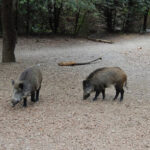 Cataluña quiere «reestructurar» el operativo contra la peste porcina en la ‘zona cero’ tras los primeros casos fuera de esta zona