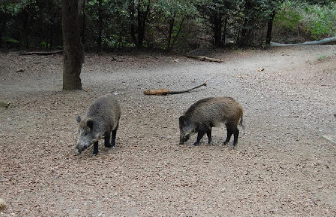 Cataluña quiere «reestructurar» el operativo contra la peste porcina en la ‘zona cero’ tras los primeros casos fuera de esta zona