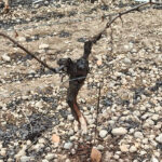 Plagas de conejos: decepción ante la ineficacia de las medidas al aplicar los mismos métodos para unos daños fuera de control