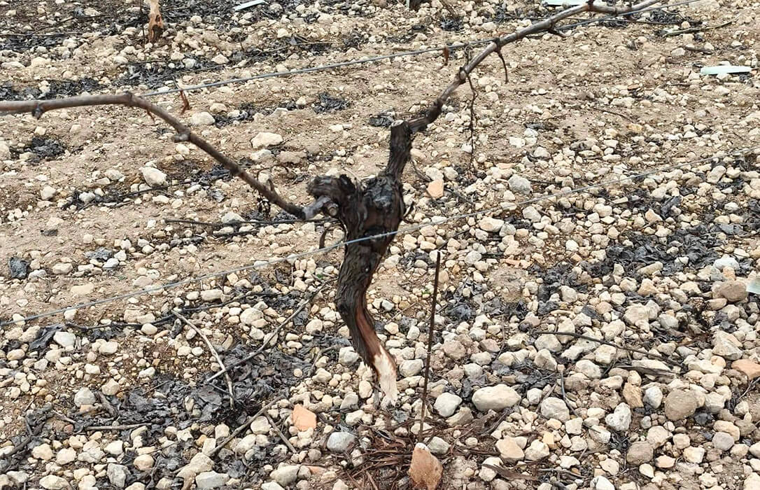 Plagas de conejos: decepción ante la ineficacia de las medidas al aplicar los mismos métodos para unos daños fuera de control