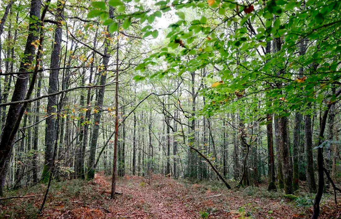 Las plagas y enfermedades de los pinares de la Cornisa Cantábrica ponen en riesgo más de 100.000 empleos en 3 comunidades autónomas