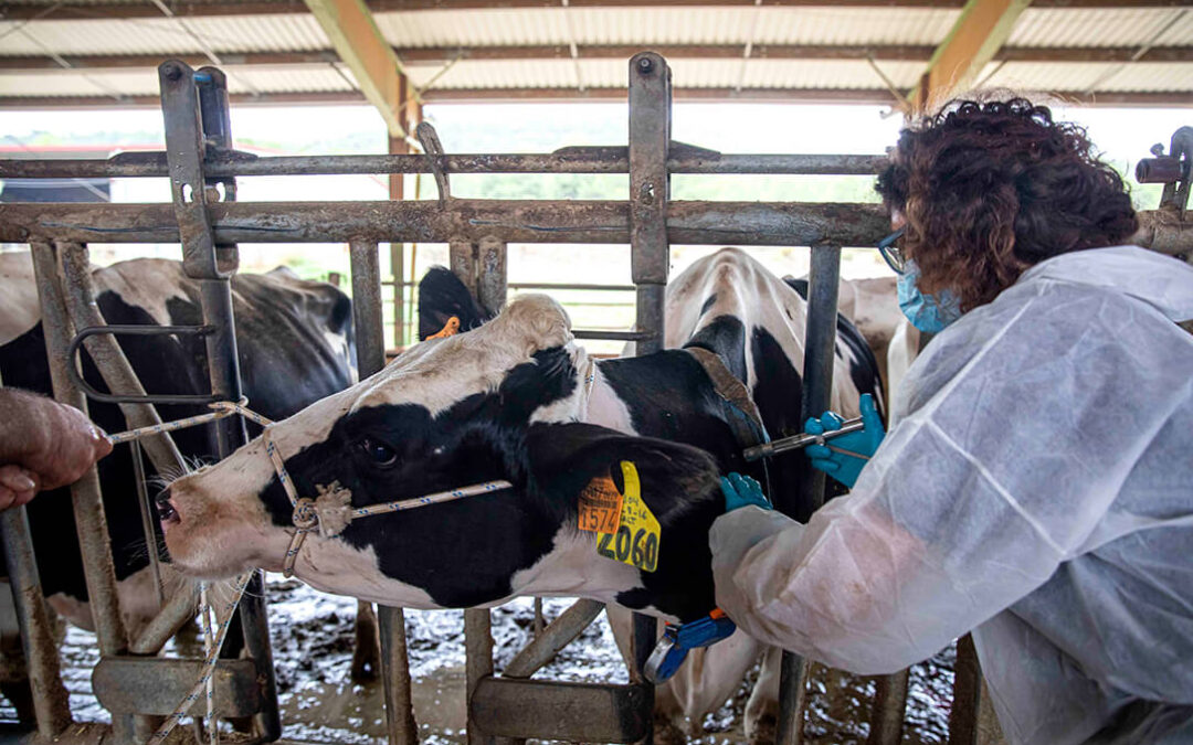 El sector veterinario toma medidas para frenar los problemas de salud mental que padece el 78% de los profesionales por el ejercicio de su trabajo
