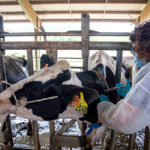 El sector veterinario toma medidas para frenar los problemas de salud mental que padece el 78% de los profesionales por el ejercicio de su trabajo