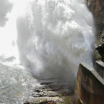 Máxima preocupación ante los próximos desembalses en las vegas de Guadalajara, con el cultivo de maíz que está aún sin cosechar