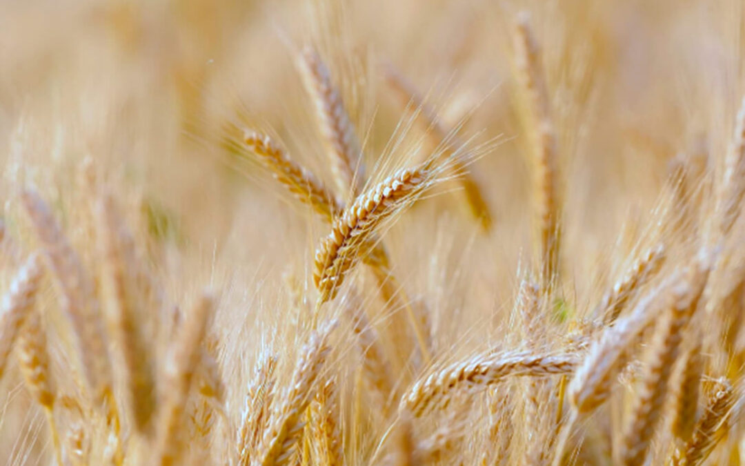 Alianza UCO y empresa privada en el proyecto Hardiwheat para buscar la mejora genética del trigo para un cultivo sostenible y de más calidad