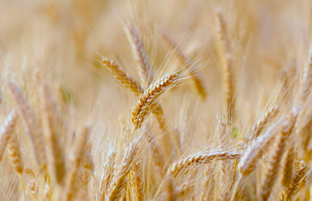 Alianza UCO y empresa privada en el proyecto Hardiwheat para buscar la mejora genética del trigo para un cultivo sostenible y de más calidad