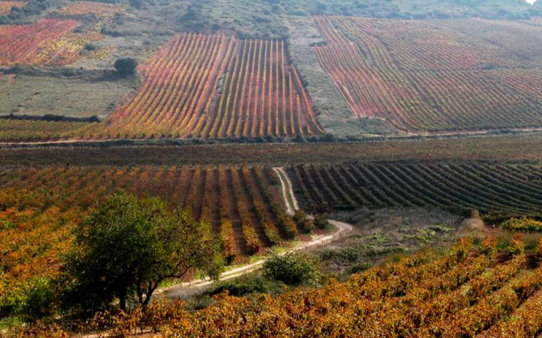 La Rioja abre la convocatoria de ayudas para la reestructuración y reconversión de viñedo de cara a la campaña de 2027