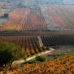 La Rioja abre la convocatoria de ayudas para la reestructuración y reconversión de viñedo de cara a la campaña de 2027