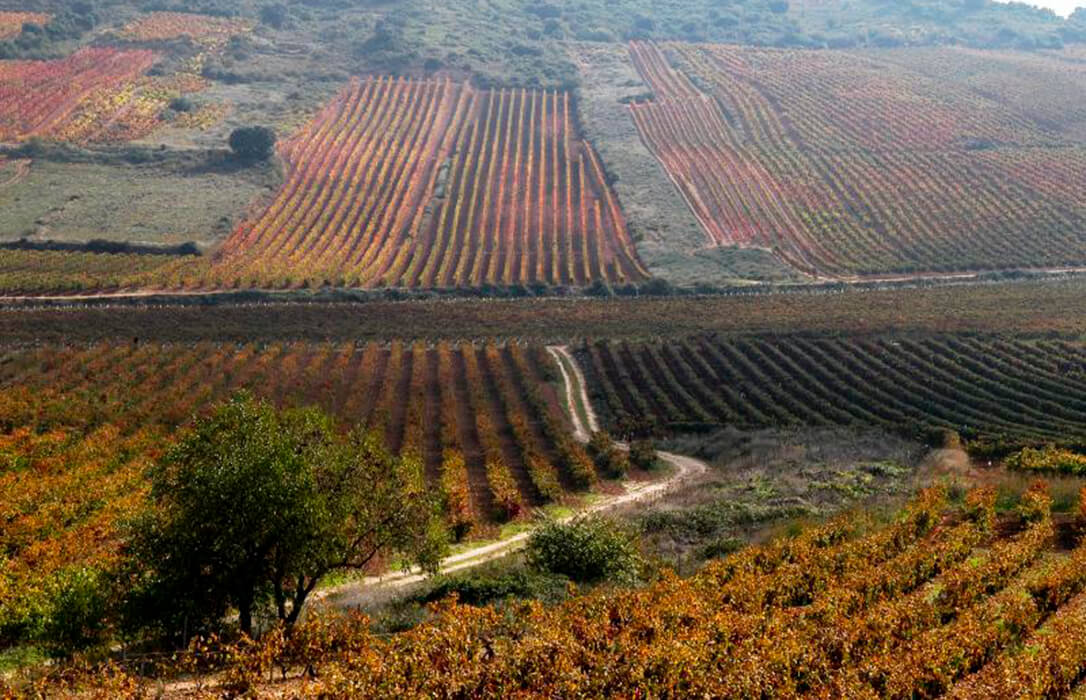La Rioja abre la convocatoria de ayudas para la reestructuración y reconversión de viñedo de cara a la campaña de 2027