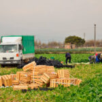 Ante la subida del SMI: recuerdan al Gobierno que el campo pagó en 2025 cerca de un 10% más de la media del salario mínimo interprofesional