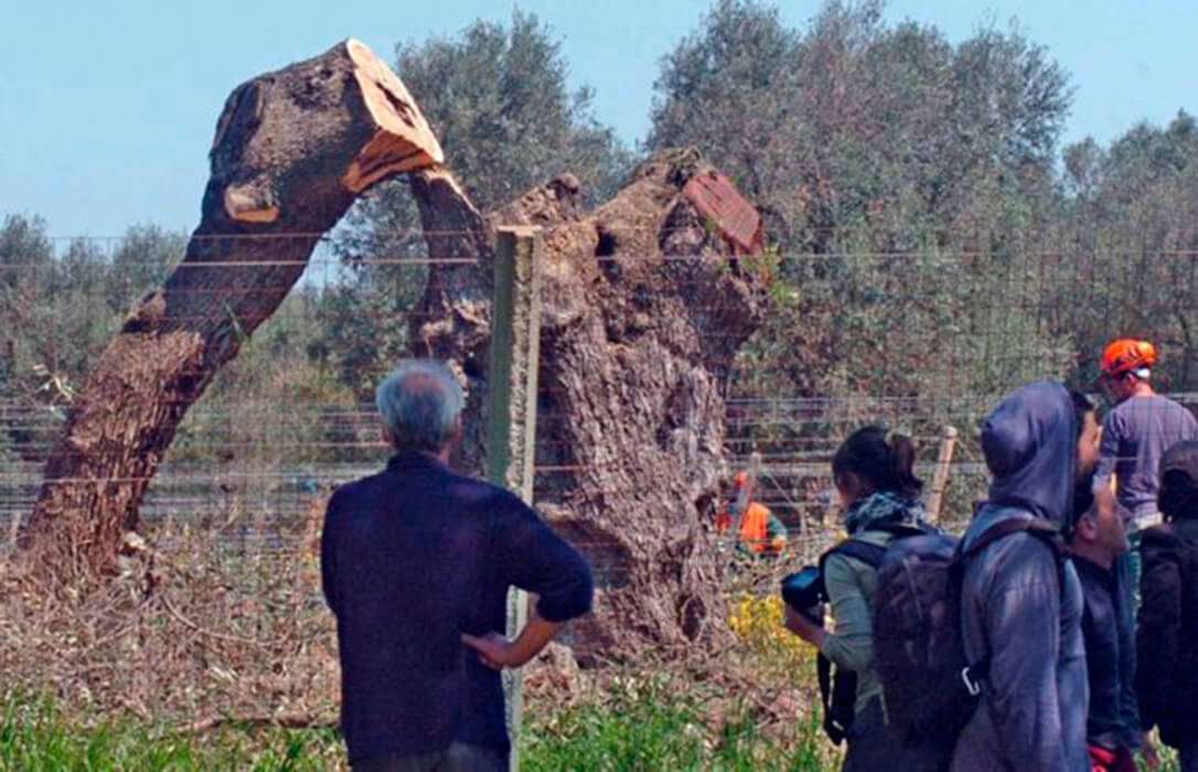 Los investigadores europeos lideran soluciones integradas basadas en la naturaleza para combatir la Xylella fastidiosa