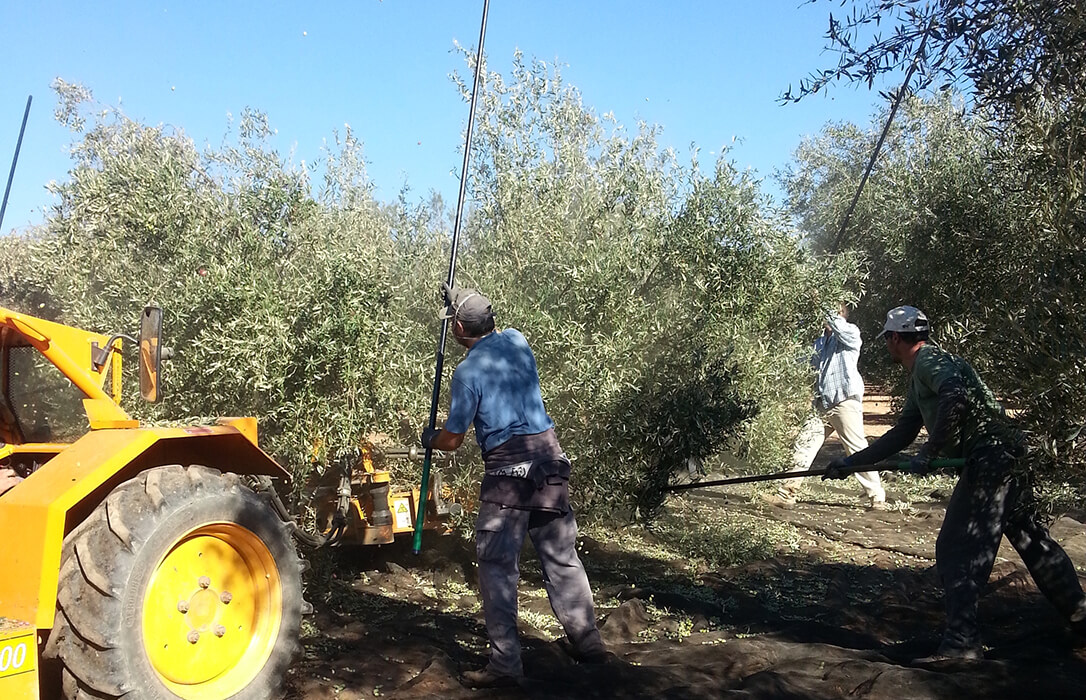 El campo no cotiza en Bolsa: el SMI sube un 66% desde 2018 y la nómina real en una explotación ya roza los 2.000 euros por trabajador