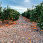 Pérdidas de entre 26 y 30 millones en el campo valenciano por los daños ocasionados por los temporales con viento especialmente en los cítricos
