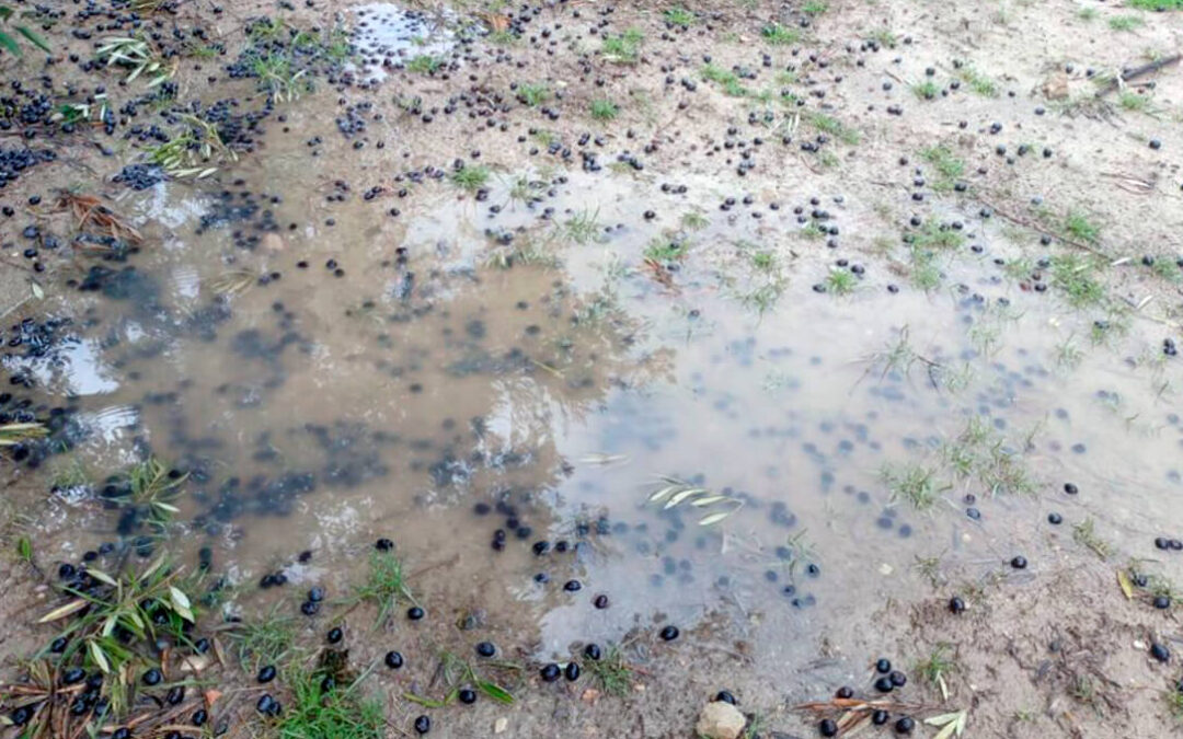 Los temporales se ceban en el olivar, con pérdidas de hasta 50.000 toneladas solo en Jaén, lo que ha disparado su precio en origen