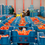 El sector de tomate español impulsa una acción de defensa europea para denunciar los desequilibrios comerciales y proteger a los productores