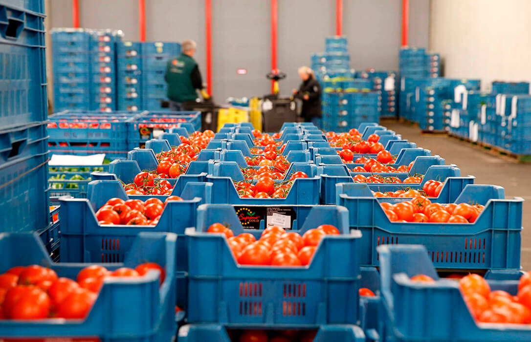 El sector de tomate español impulsa una acción de defensa europea para denunciar los desequilibrios comerciales y proteger a los productores
