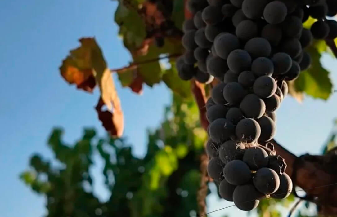 David contra Goliat: La Audiencia Nacional admite el recurso de Rota (Cádiz) contra el Gobierno en defensa de la variedad de la uva Tintilla