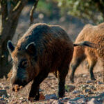 La UE autoriza la propuesta española de una nueva zonificación de la peste porcina africana que permitirá ciertos movimientos en las granjas