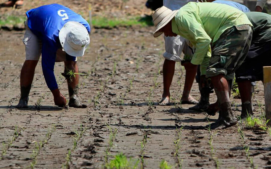 Más de 214.000 migrantes trabajan en España gracias al arraigo, un 40% más que hace un año, y ya miran hacia el sector agrario