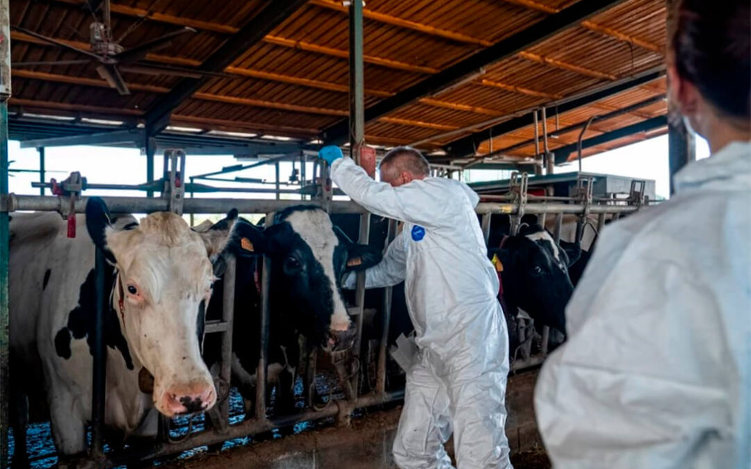 Reclaman ampliar las zonas de vacunación de dermatosis ante la llegada de la primavera y el aumento de las temperaturas y evitar nuevos focos