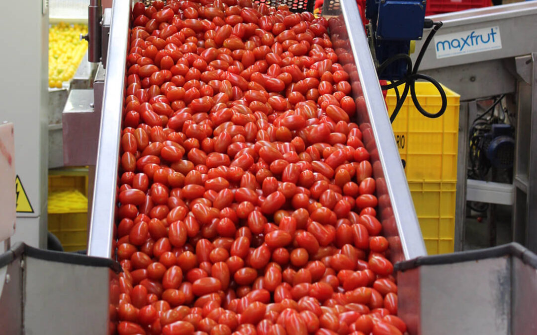 Agricultores de tomate del Bajo Guadalquivir auguran pérdidas por no usar fitosanitarios e insisten en que se autoricen de manera excepcional