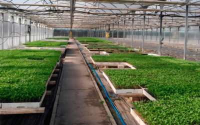 La Comunidad de Madrid ofrece a los agricultores 55.000 plantones de variedades hortícolas autóctonas para garantizar su conservación