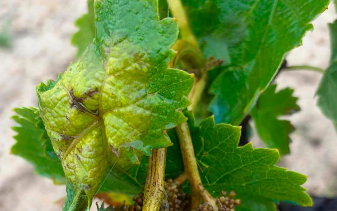 Máxima preocupación: activan la alerta por mildiu tras detectarse las primeras manchas en distintas parcelas del viñedo del Condado de Huelva