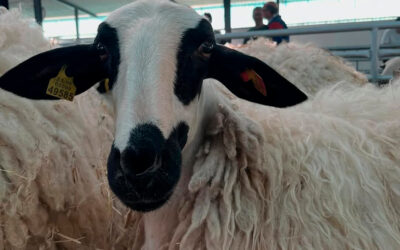 La Feria de Raza Churra de Palencia se confirma como un referente nacional del ovino con casi 5.000 asistentes