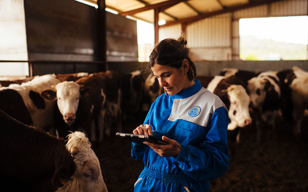 Provacuno lanza una aplicación digital destinada al cálculo de la huella de carbono del vacuno de carne en España