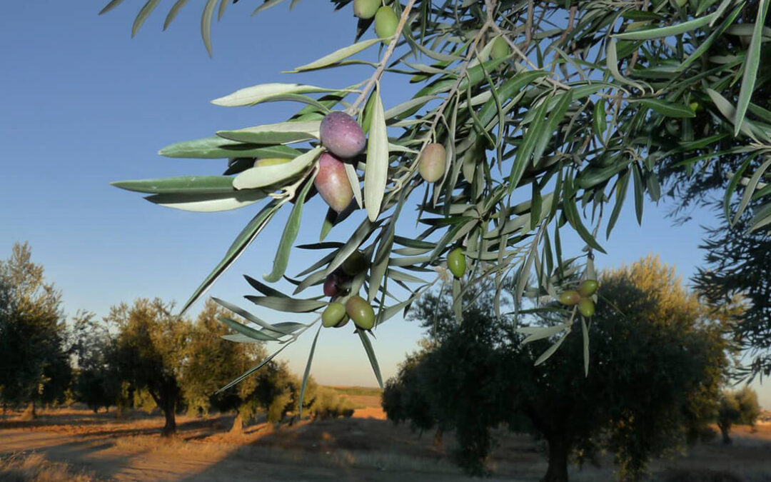 La aceituna como laboratorio: un nuevo enfoque analítico predice la calidad del aceite de oliva antes de su extracción