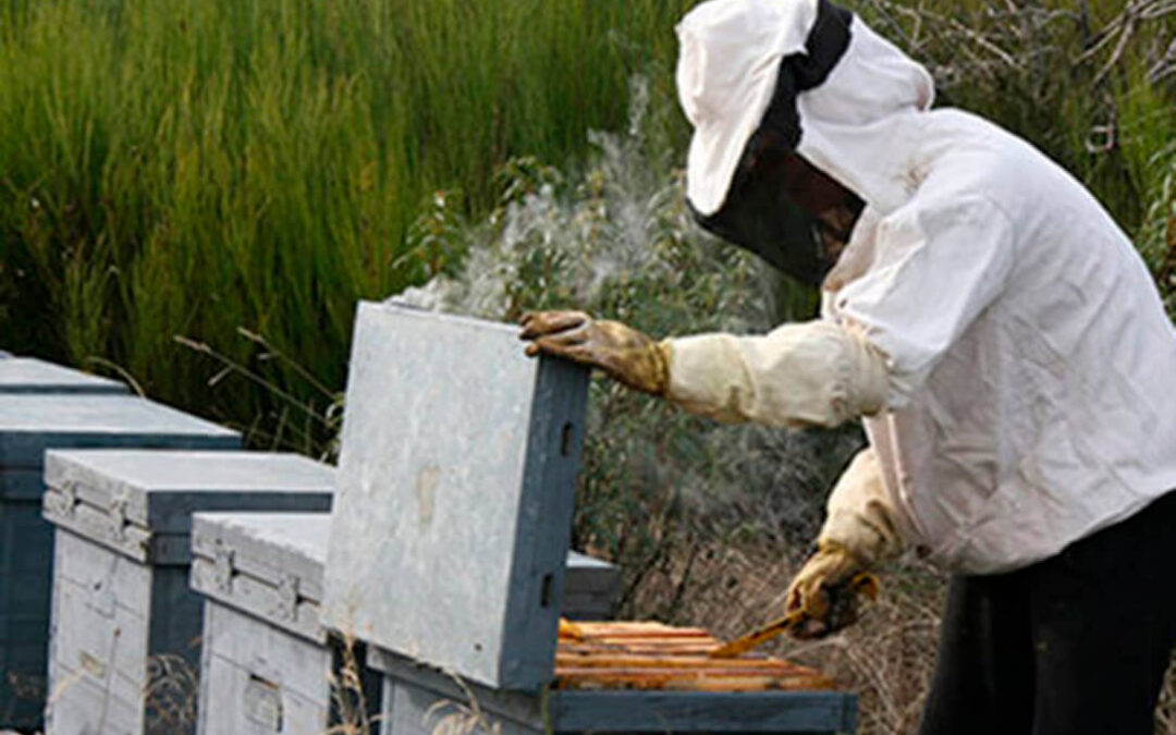 El sector apícola profesional alerta un año más de graves daños por ataques de abejarucos y solicita medidas para compensar las pérdidas