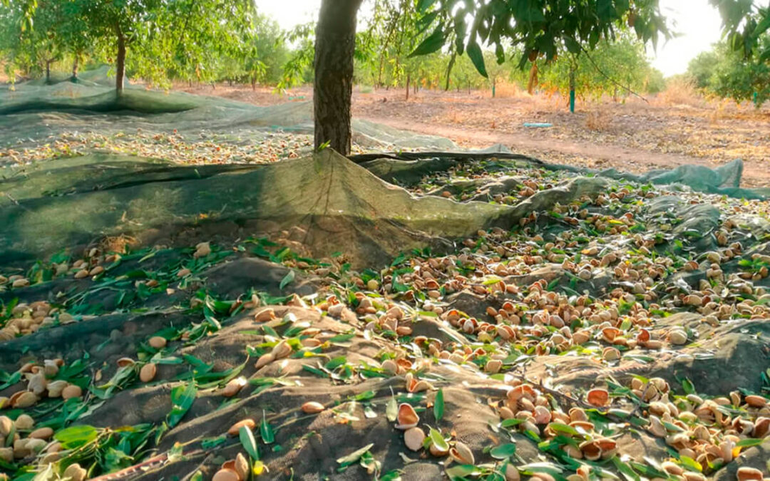 La estimación de almendra grano alcanzará las 135.250 toneladas, un 33% superior a la media de los últimos cinco años