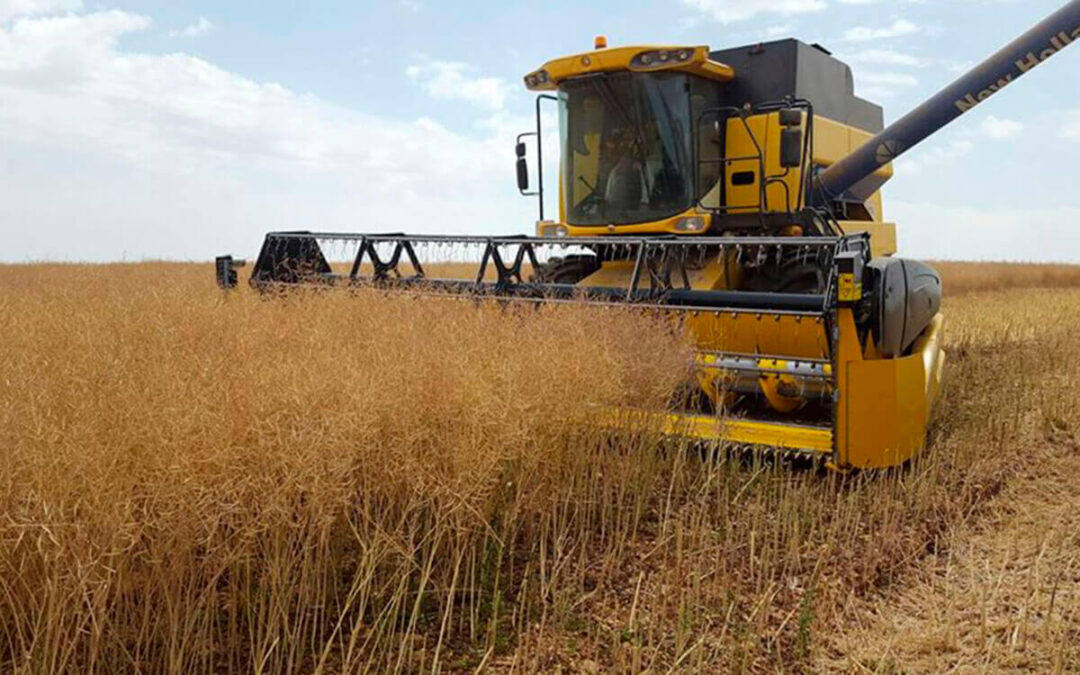 Comienza la cosecha de cereal con preocupación en el sector por las altas temperaturas por su posible impacto en los rendimientos