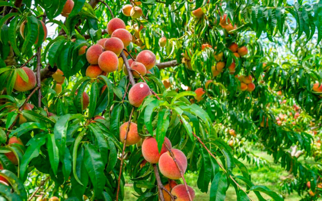 Cooperativas España prevé una cosecha de fruta de hueso de 1,5 millones de toneladas, un 6% más que la del pasado año
