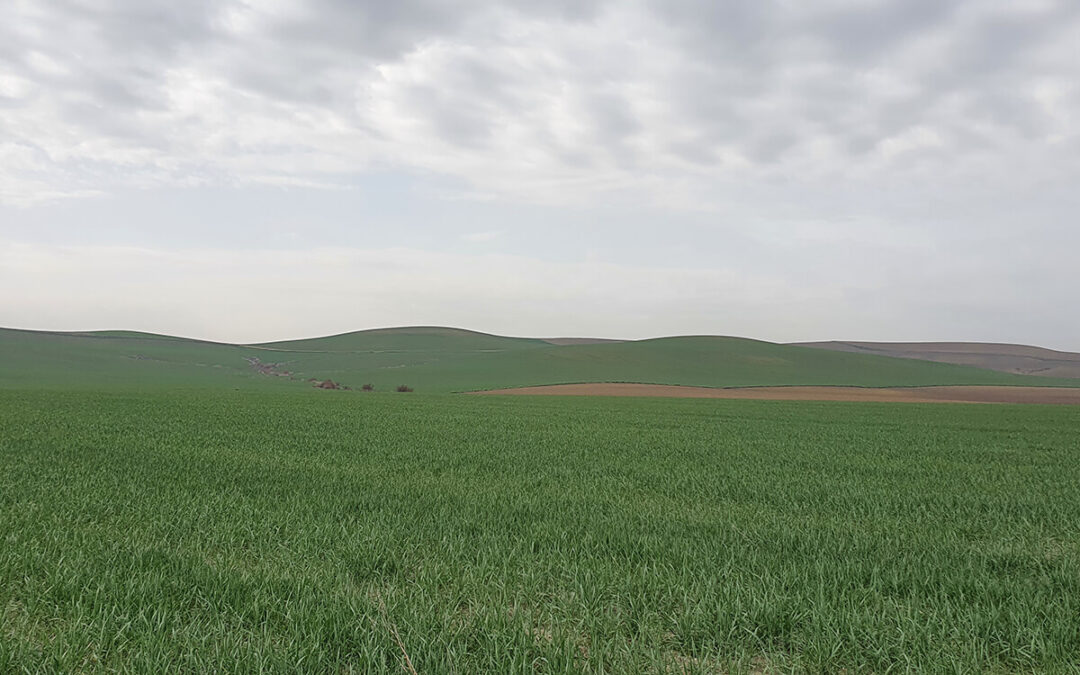 Preocupación por la situación de los cultivos de cereales de invierno por las condiciones meteorológicas lo que afectará a la producción