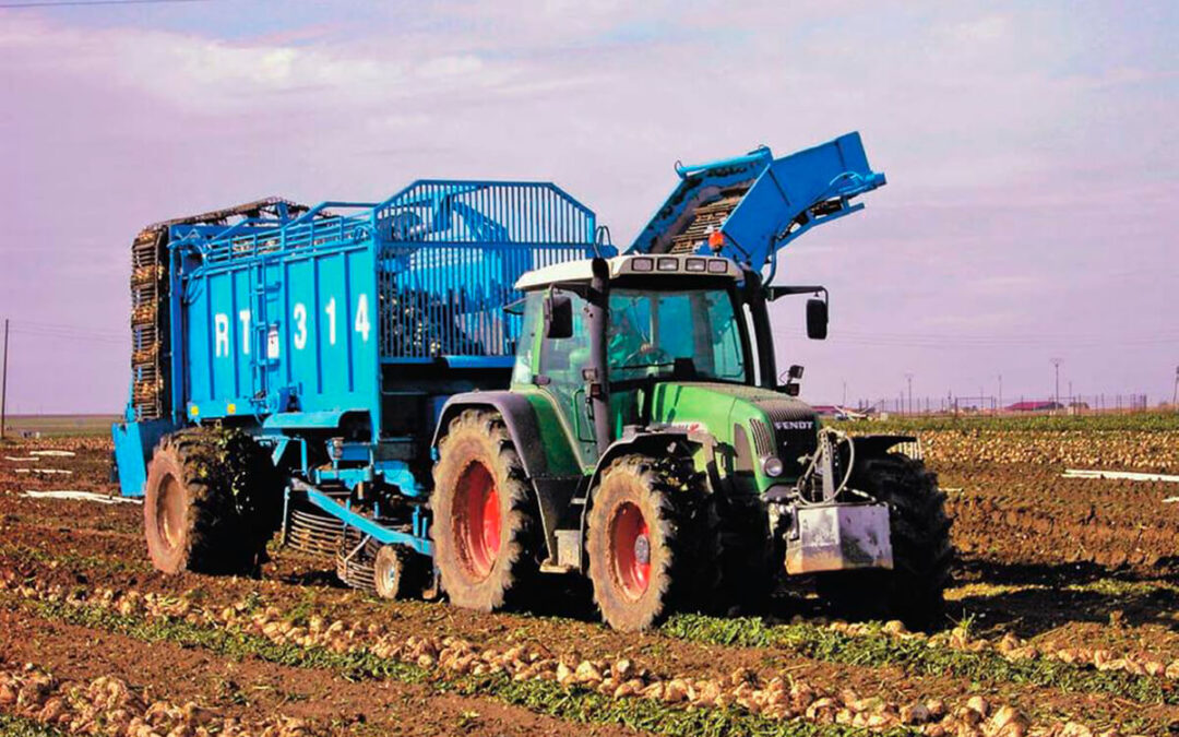 El cultivo de remolacha se mantiene esta campaña a pesar de encontrarse bajo la presión por la guerra y el precio bajo del azúcar