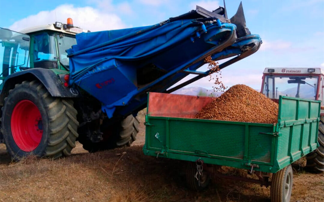 Una apuesta decidida: Andalucía aumenta la producción de almendra un 17,94%, por el incremento de superficie en todas sus provincias