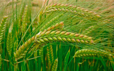 LIFE Innocereal EU presenta en el Senado sus avances hacia una producción cerealista más sostenible y neutra en carbono