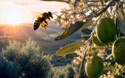 El ‘olivar vivo’: por qué las abejas son clave en un cultivo que no las necesita gracias a polinizar las cubiertas vegetales en sus calles